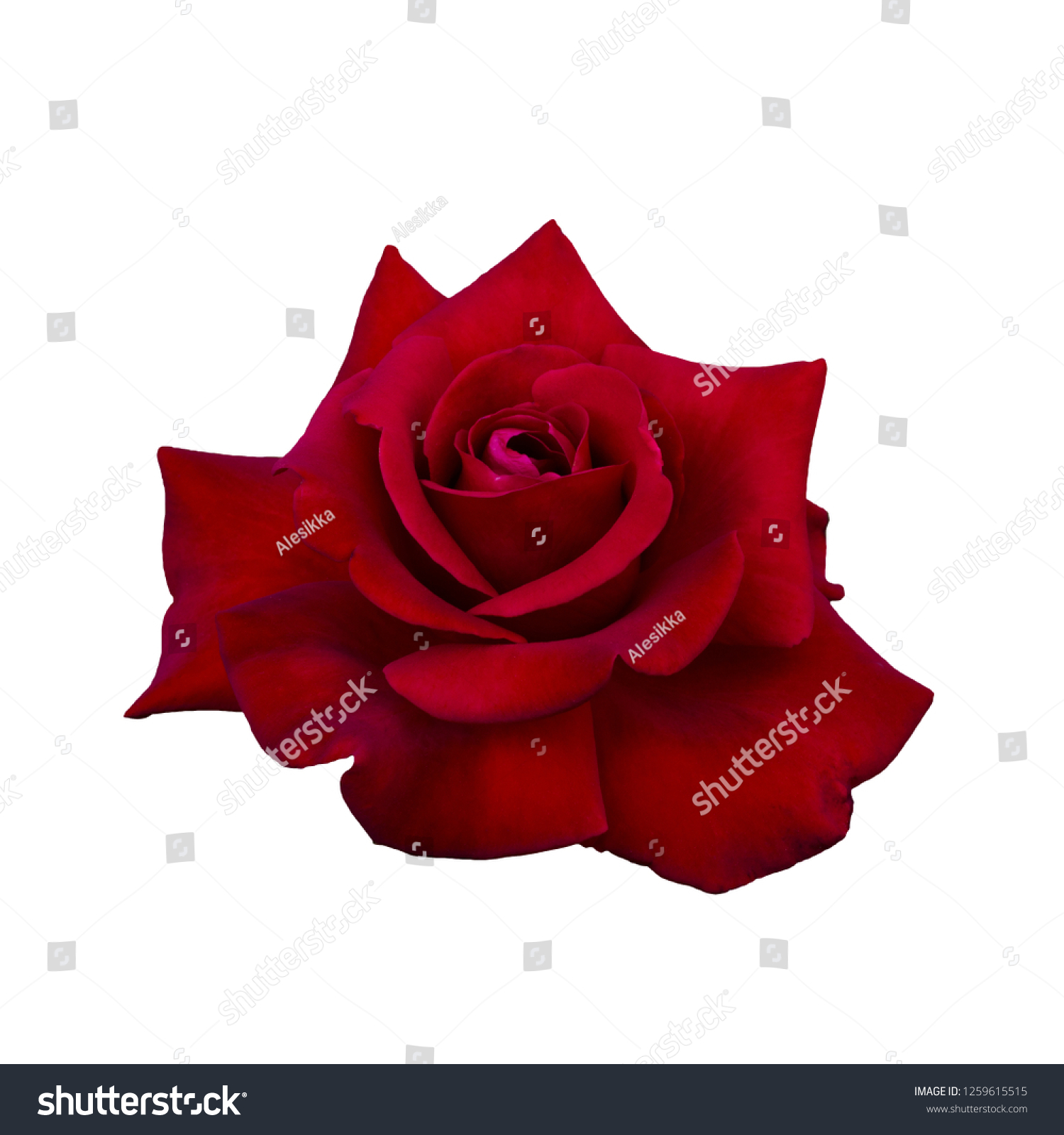 Dark Red Rose Isolated On White Stock Photo 1259615515 Shutterstock