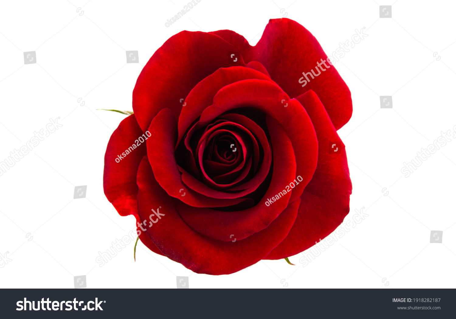 Dark Red Rose Isolated On White Stock Photo Edit Now 1918282187