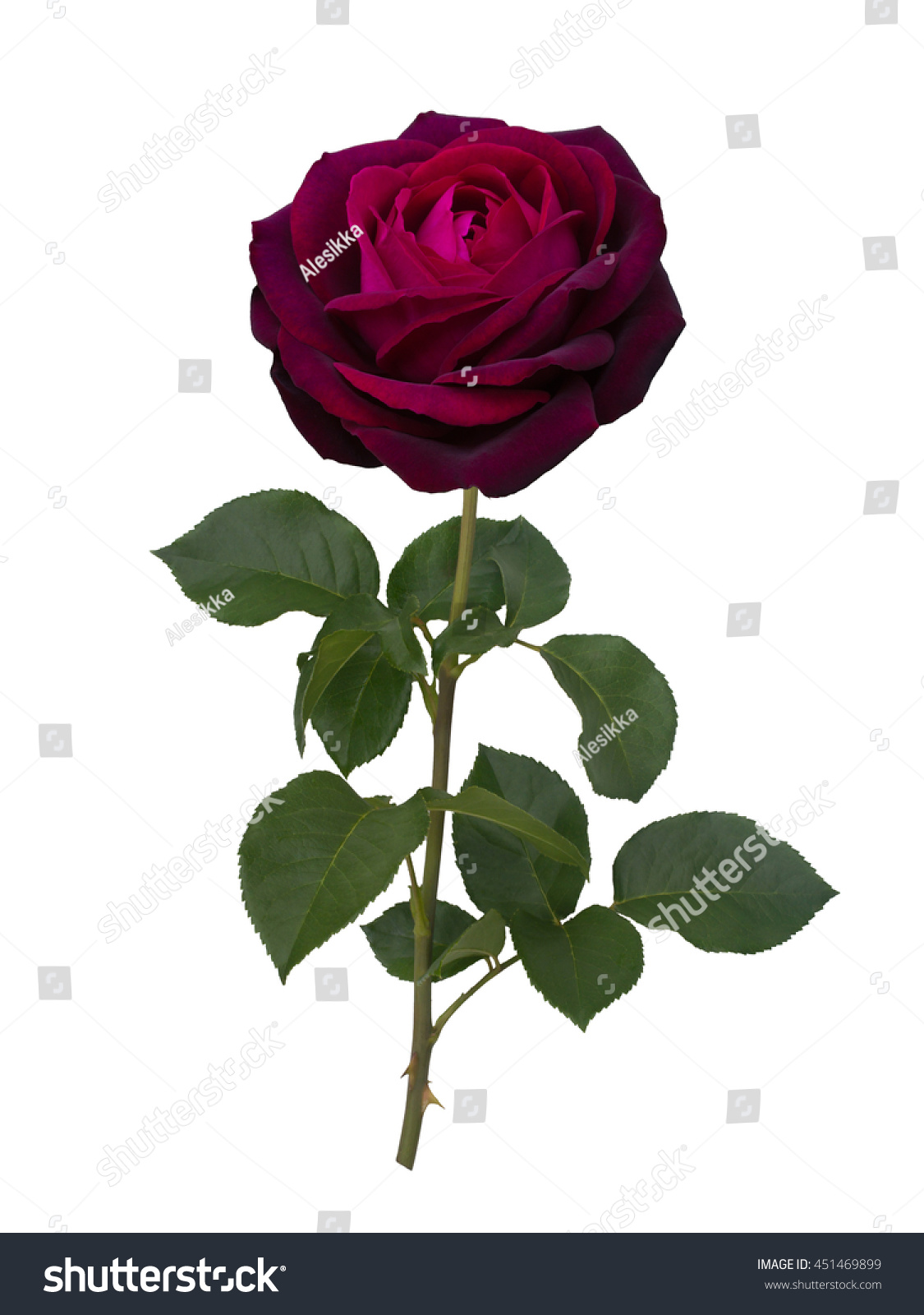 Dark Red Rose Isolated On White Stock Photo 451469899 Shutterstock