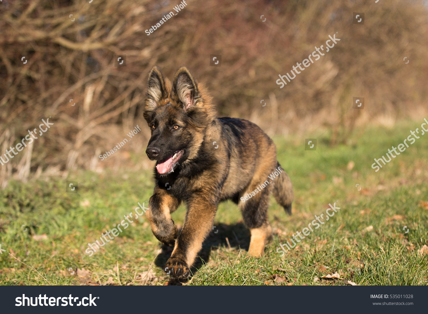 Dark Sable Longcoated German Shepherd Puppy Animals Wildlife