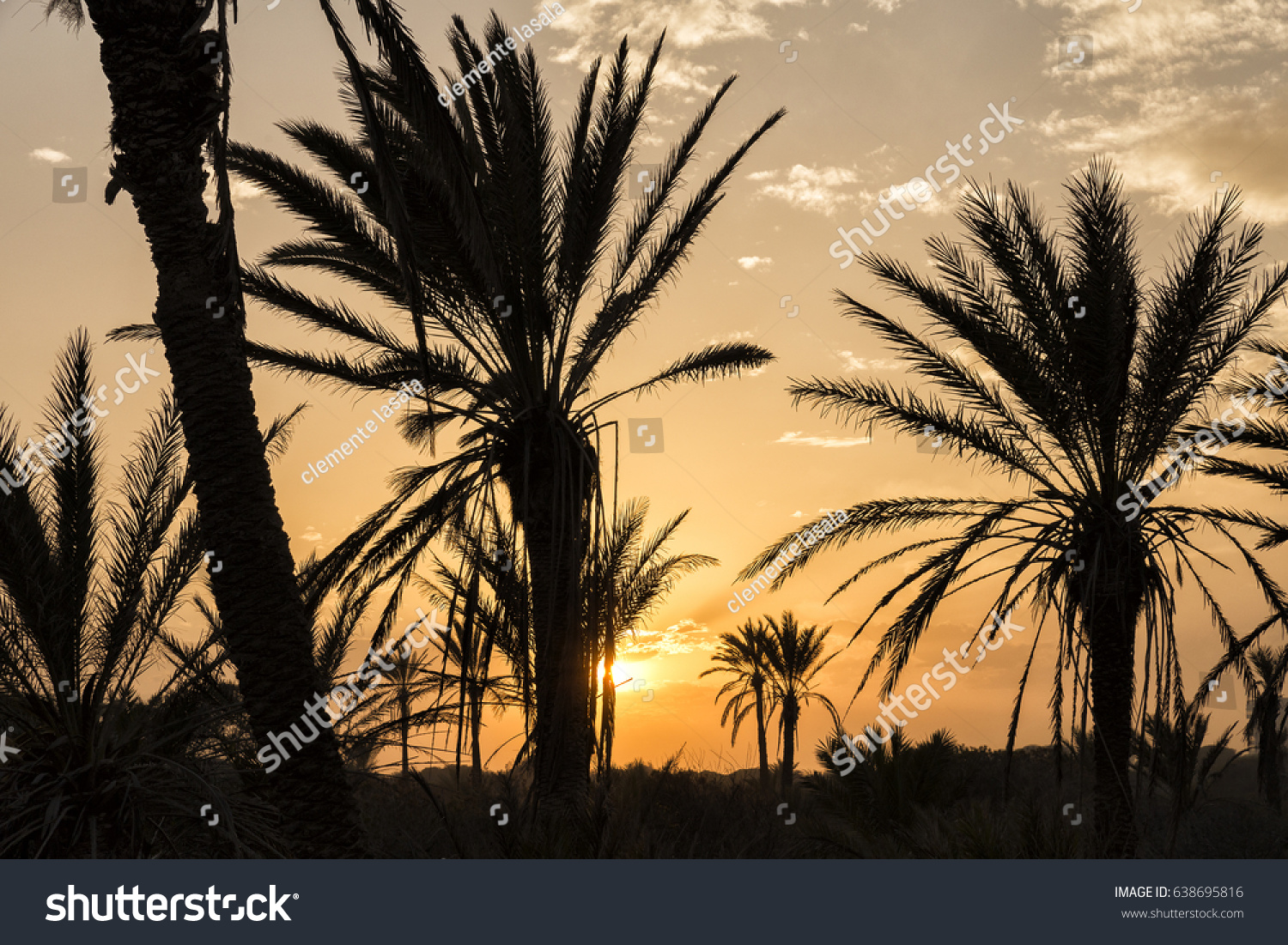 darrk silhouette of palm tree on the sky Nightfall at Guardamar del segura Alicante