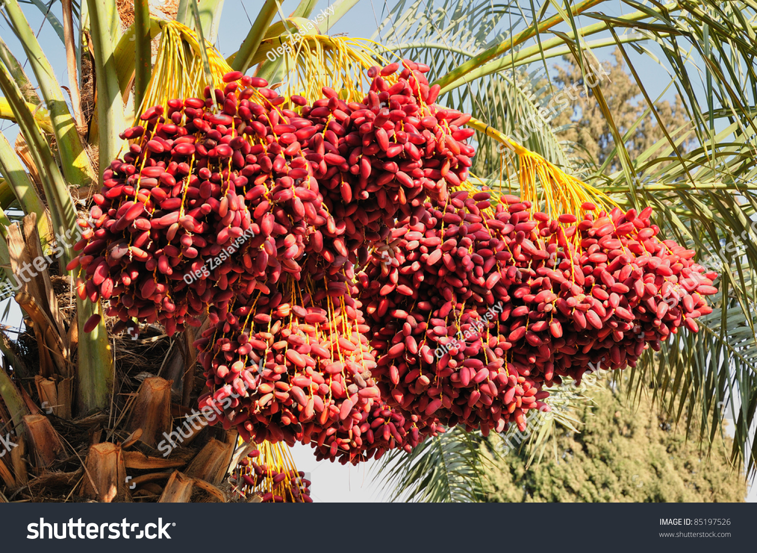 Date israel Date israel