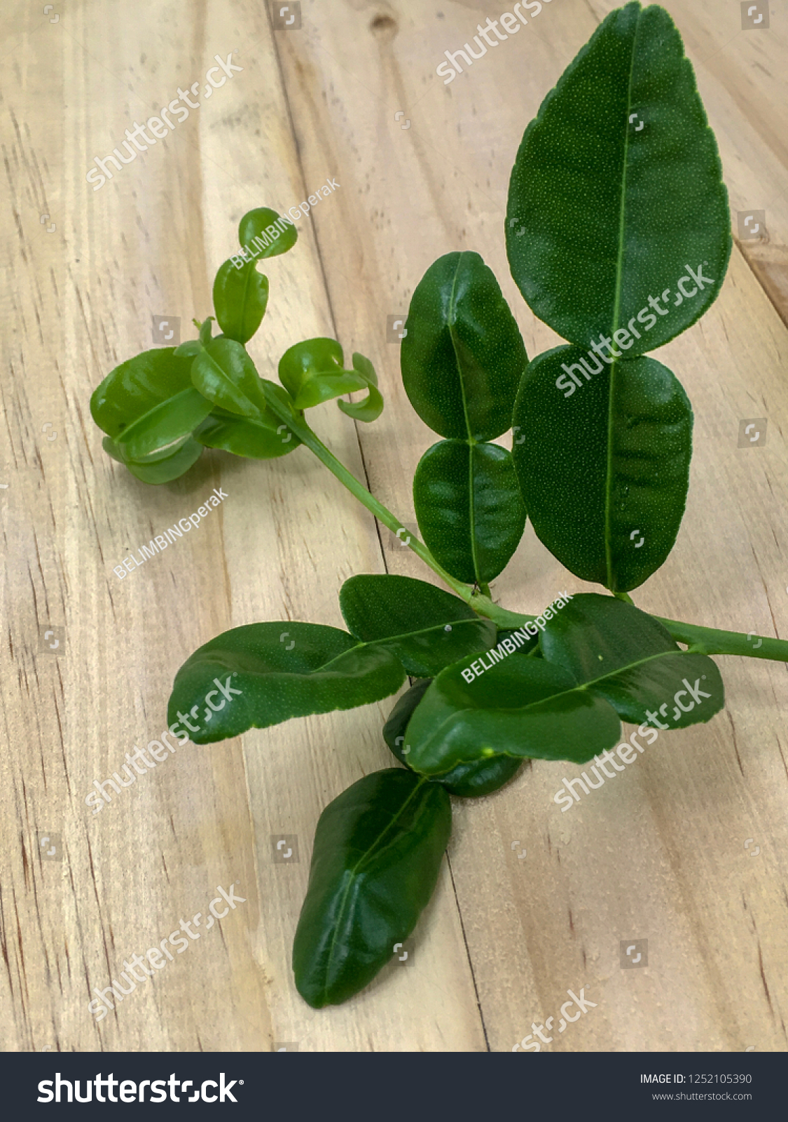 Daun Limau Purut Kaffir Lime Leaf Stock Photo Edit Now 1252105390