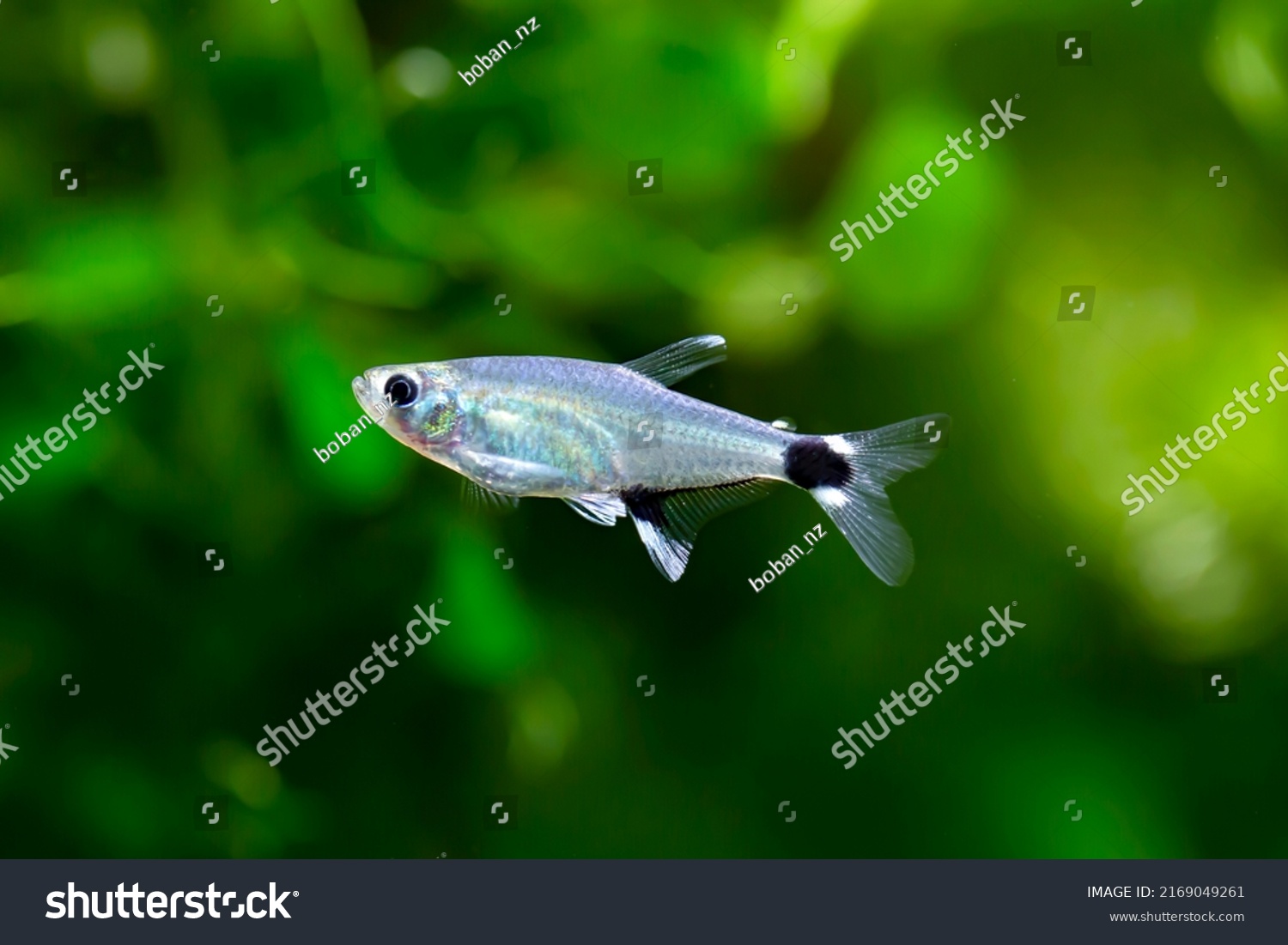 Dawn Tetra Aphyocharax Nattereri Stock Photo 2169049261 | Shutterstock