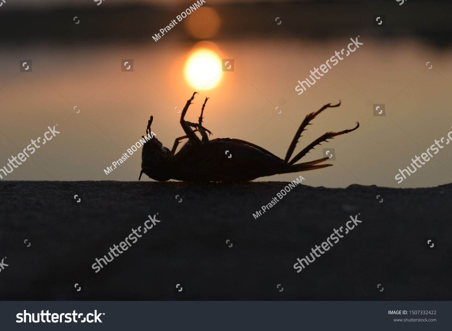 Dead Black Cricket Lying Upside Down Stock Photo (Edit Now) 1507332422