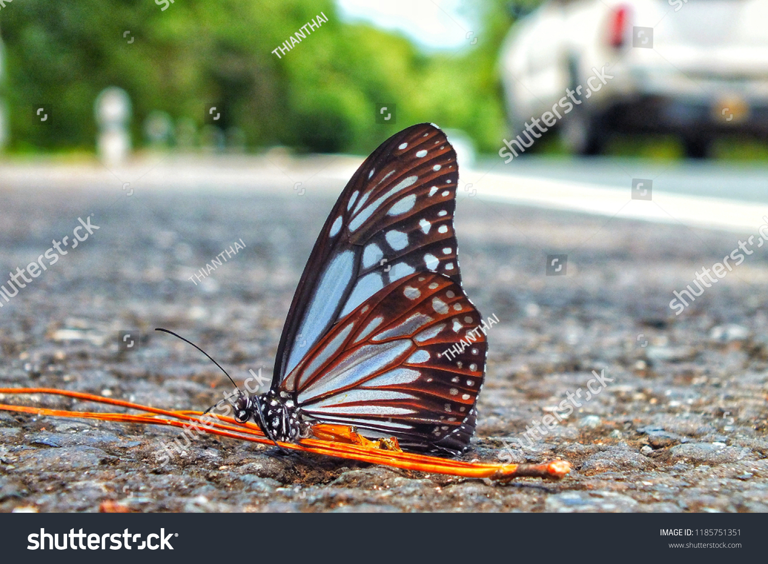 Dead Butterfly On Road Closeup Stock Photo Edit Now