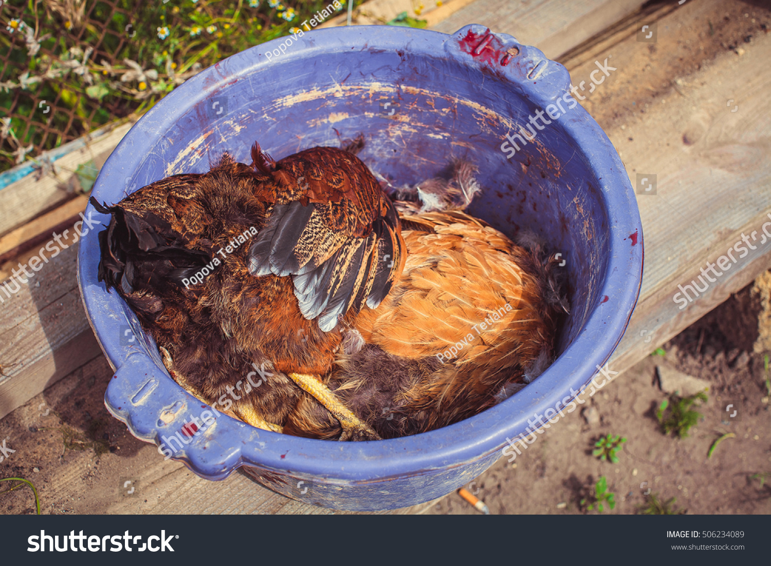 dead-chicken-head-cut-off-lies-stock-photo-506234089-shutterstock