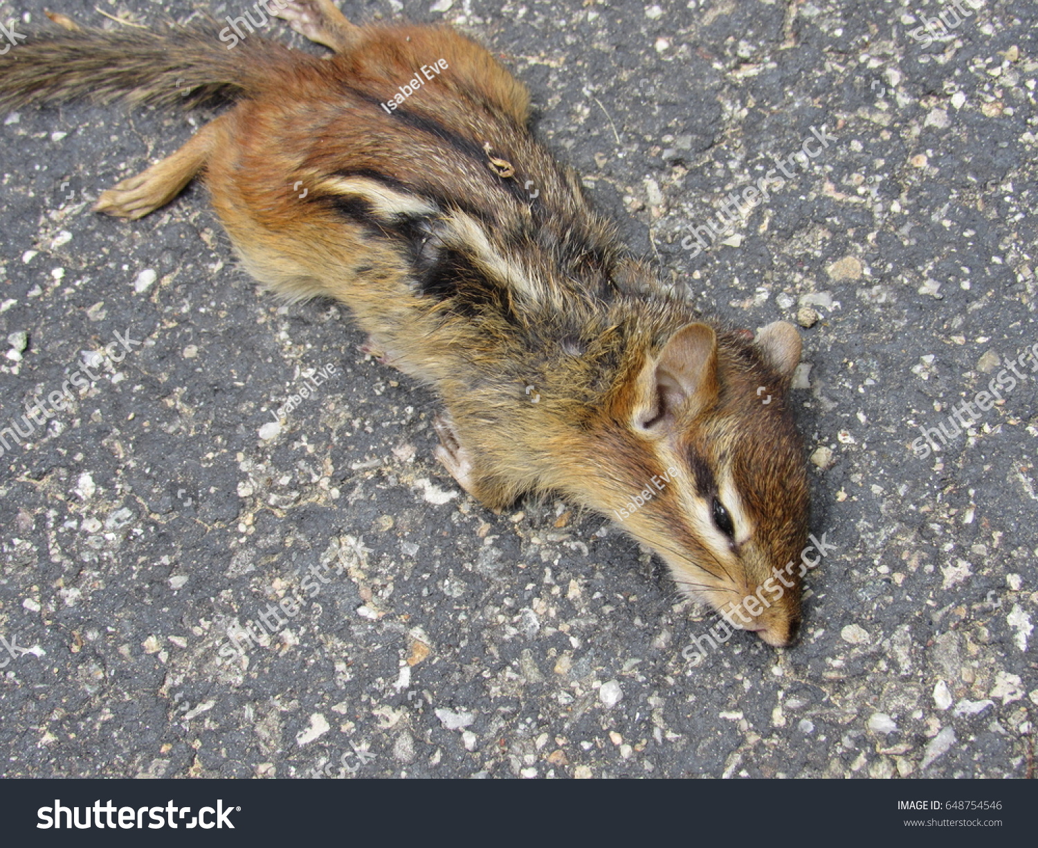 Dead Chipmunk On Pavement Small Bugs Stock Photo Edit Now 648754546