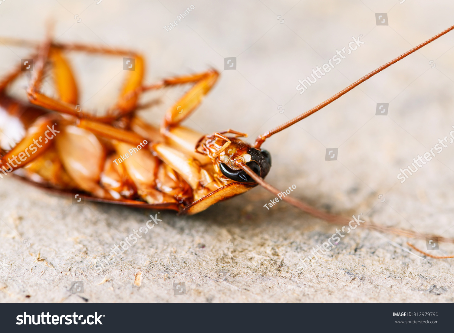 Dead Cockroaches On Floor Stock Photo 312979790 : Shutterstock