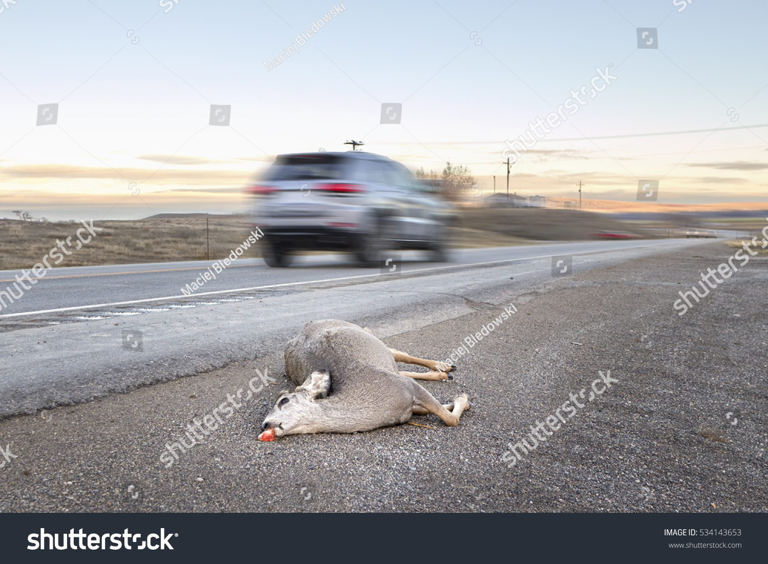 Roadkill On Endless Highway Of American >> Dead Deer Hit By Car Lying Stock Photo Edit Now 534143653 Roadkill On Endless Highway Of American >> Dead Deer Hit By Car Lying Stock Photo Edit Now 534143653