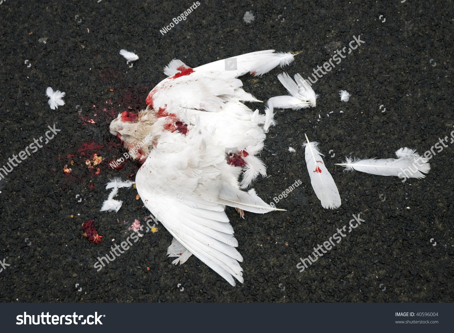 stock-photo-dead-dove-40596004.jpg