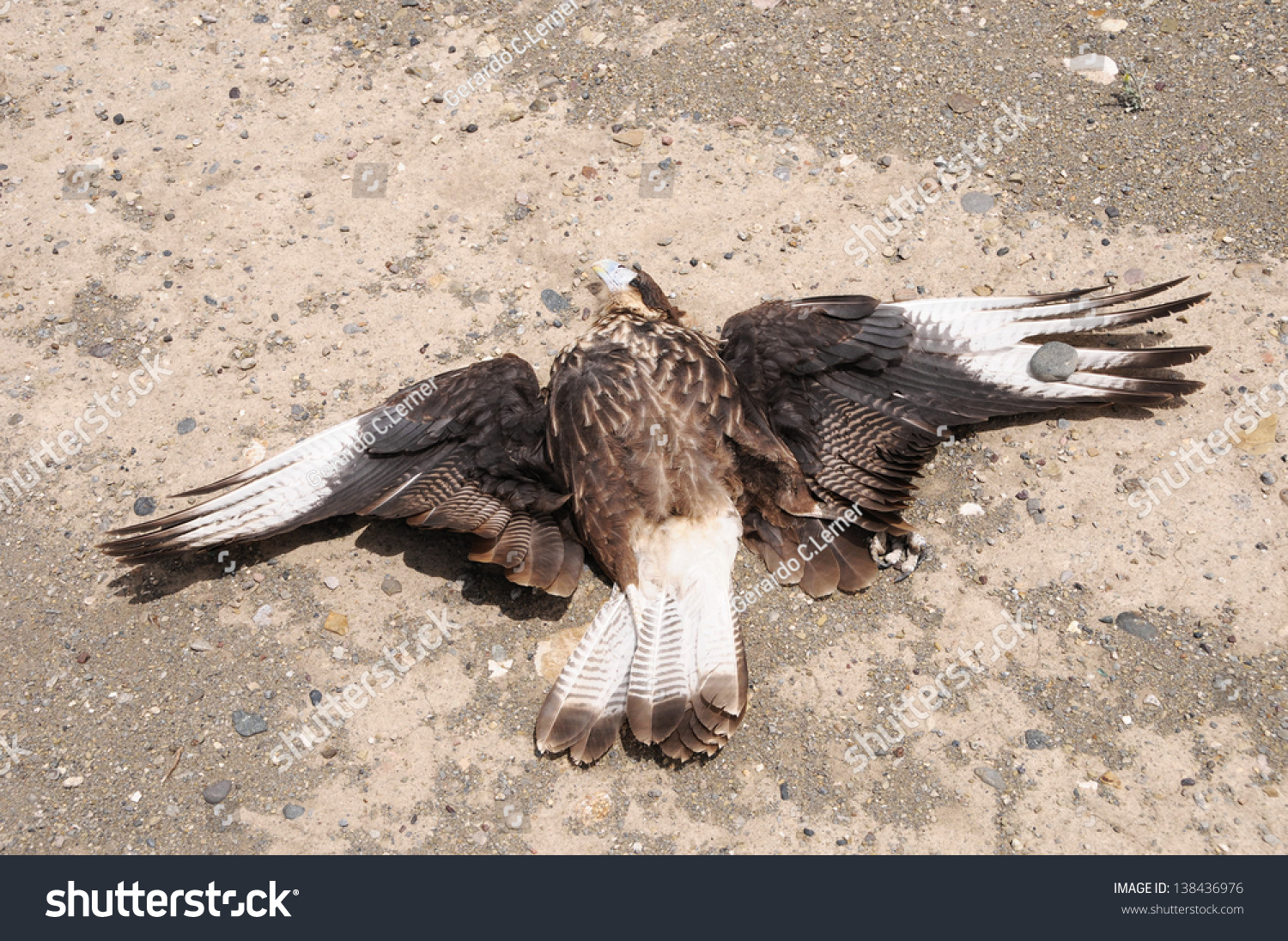 5,160 Dead eagle Images, Stock Photos & Vectors Shutterstock