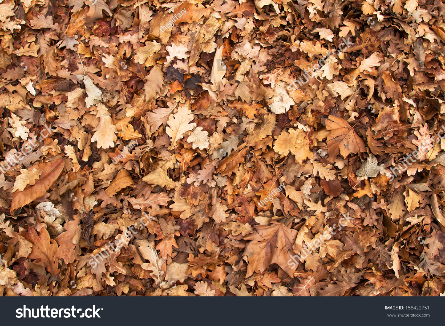 Dead Fallen Leaves Shot Ideal Backgrounds Stock Photo Edit Now