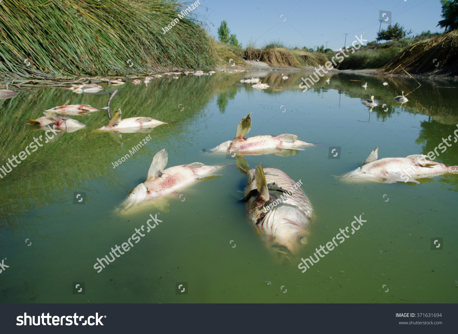 Dead Fish Carp Float Surface Water Stock Photo Edit Now 371631694