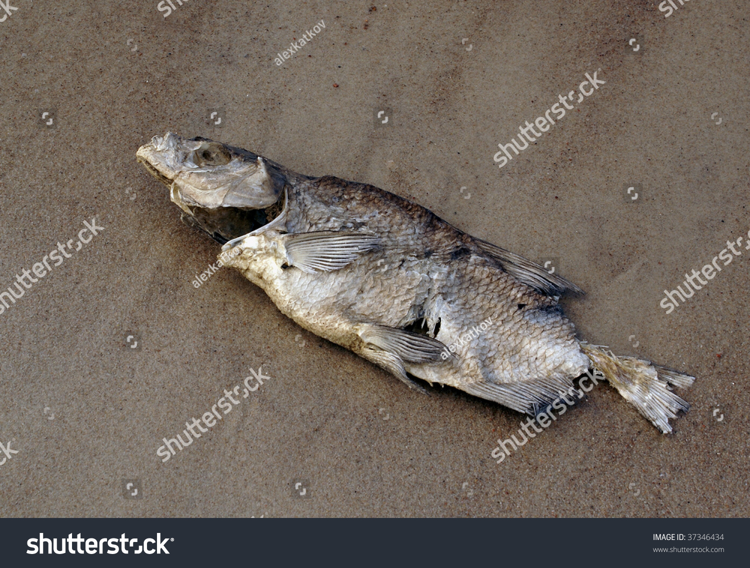 Dead Fish In Baltic Sea Stock Photo 37346434 : Shutterstock