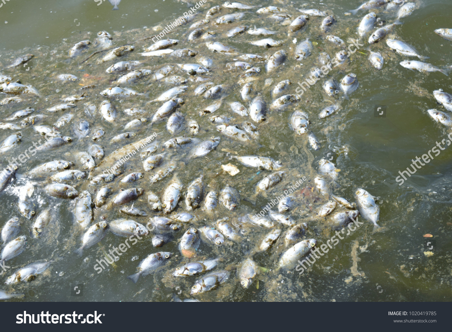 Dead Fish Rotten Water Polluted Pond Stock Photo Edit Now 1020419785