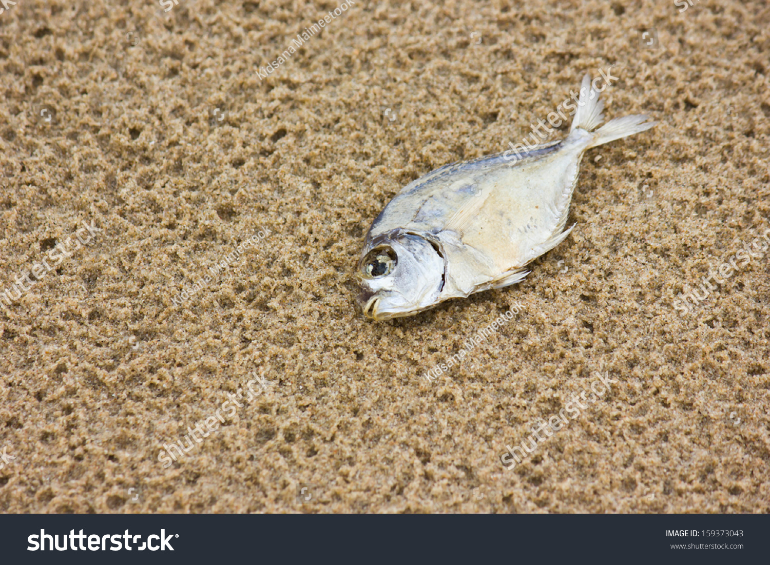 Dead Fish On Beach Stock Photo 159373043 | Shutterstock