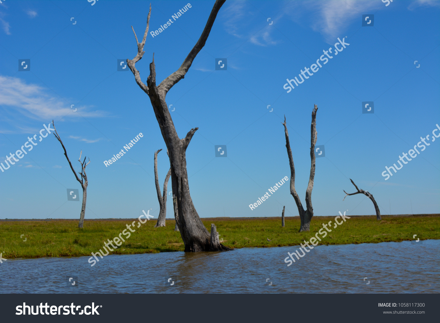 Dead Oak Trees Louisiana Salt Marsh Stock Photo 1058117300 | Shutterstock