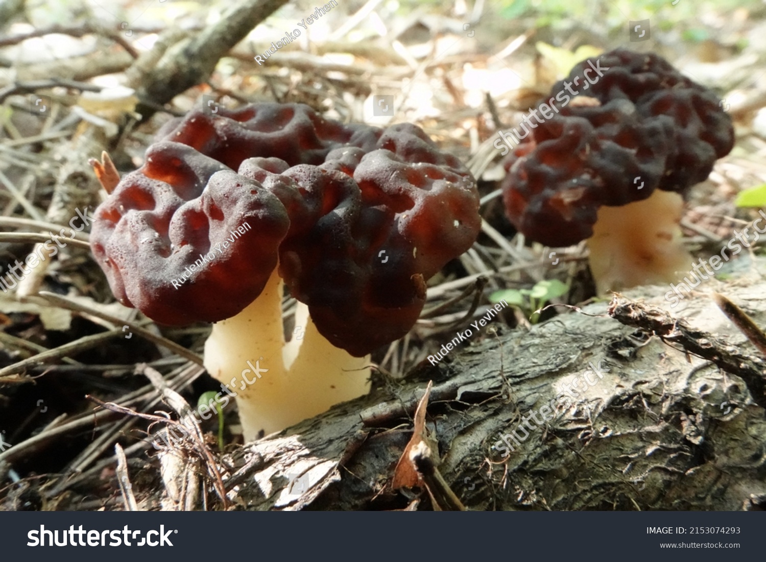 Deadly False Morel Gyromitra Esculenta Stock Photo