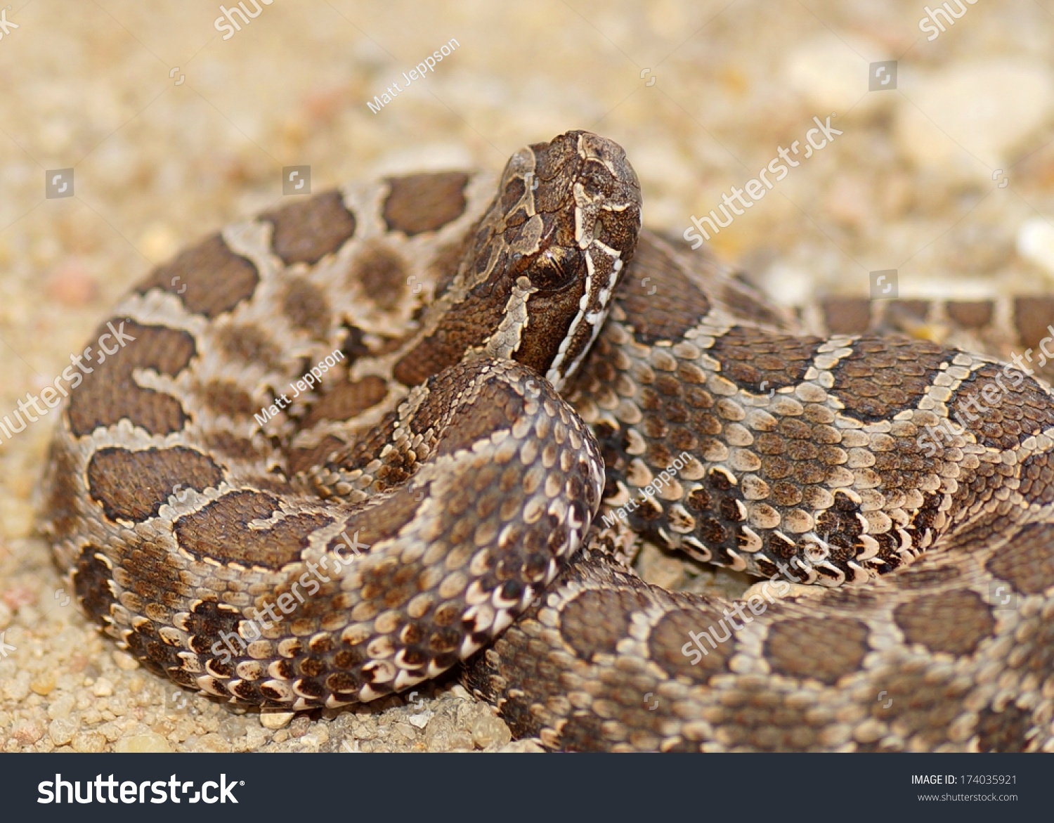 Deadly Snakes - Close Up Of Desert (Western) Massasauga Rattle Snake ...