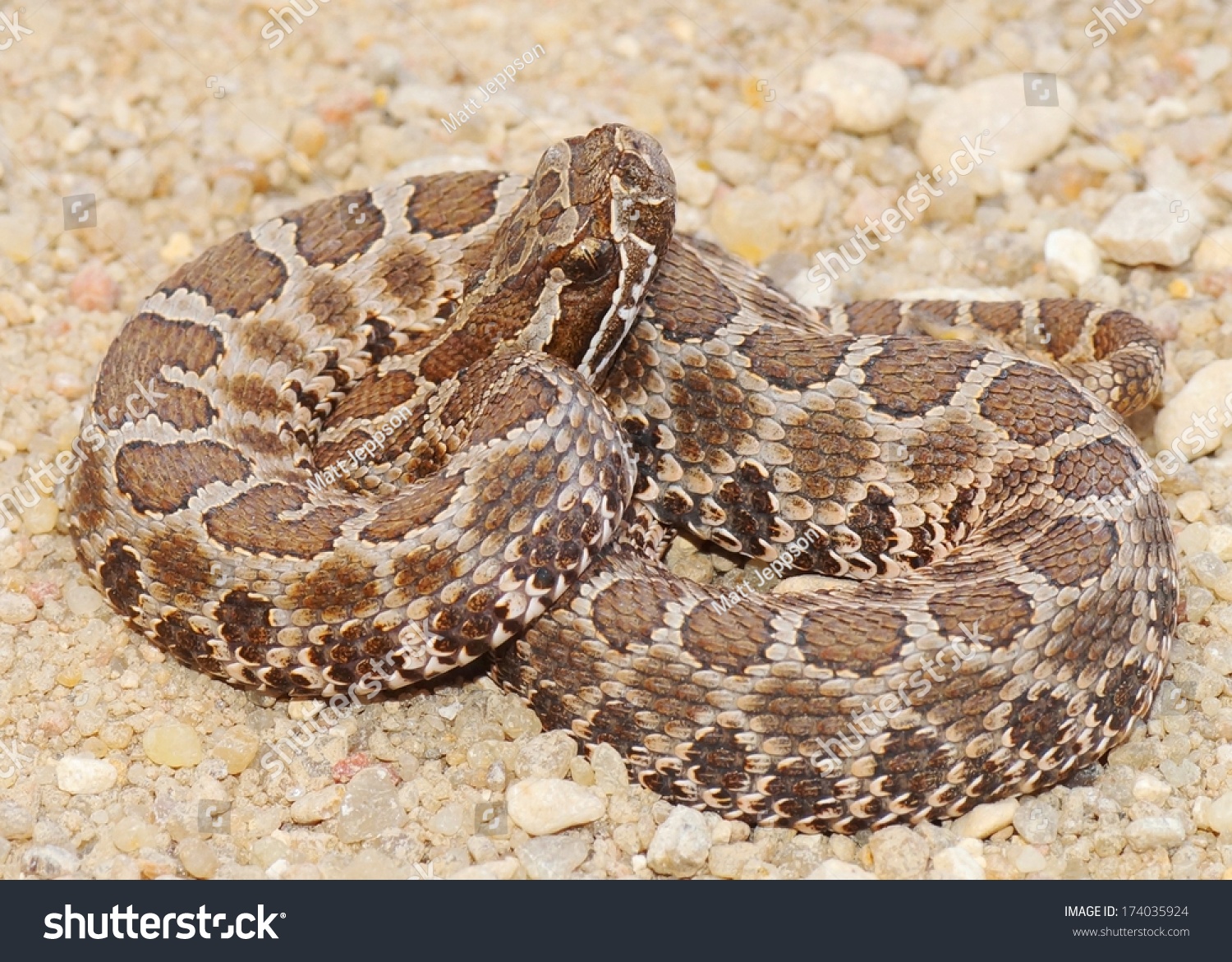 Deadly Snakes - Desert (Western) Massasauga Rattlesnake, Sistrurus ...