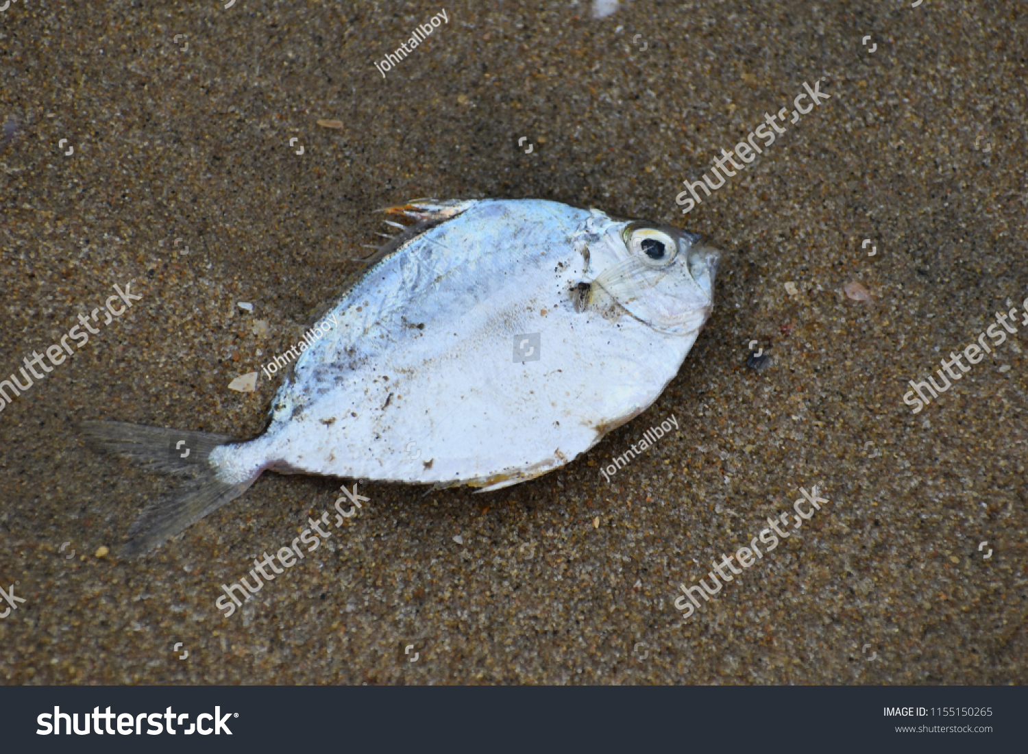 Death Sea Creatures Found On Shores Stock Photo 1155150265 | Shutterstock