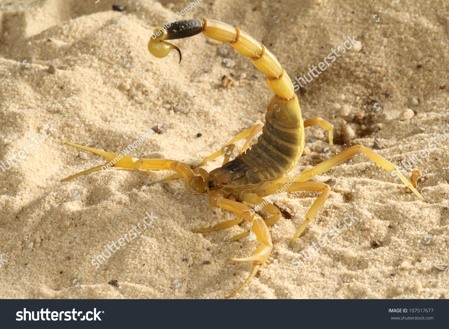 Death Stalker Scorpion Stock Photo 107517677 Shutterstock   Stock Photo Death Stalker Scorpion 107517677 