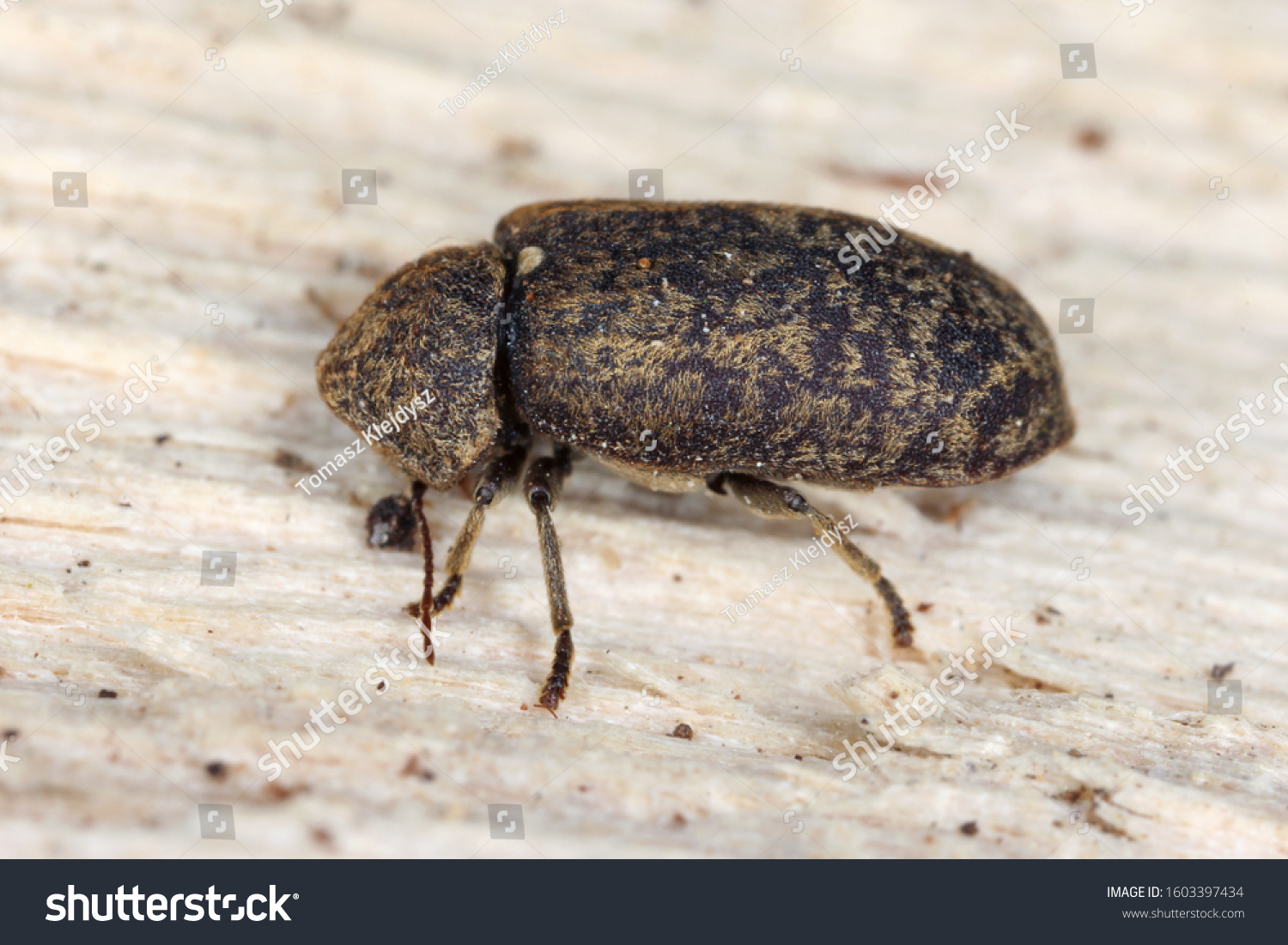 9 Xestobium rufovillosum Images, Stock Photos & Vectors | Shutterstock