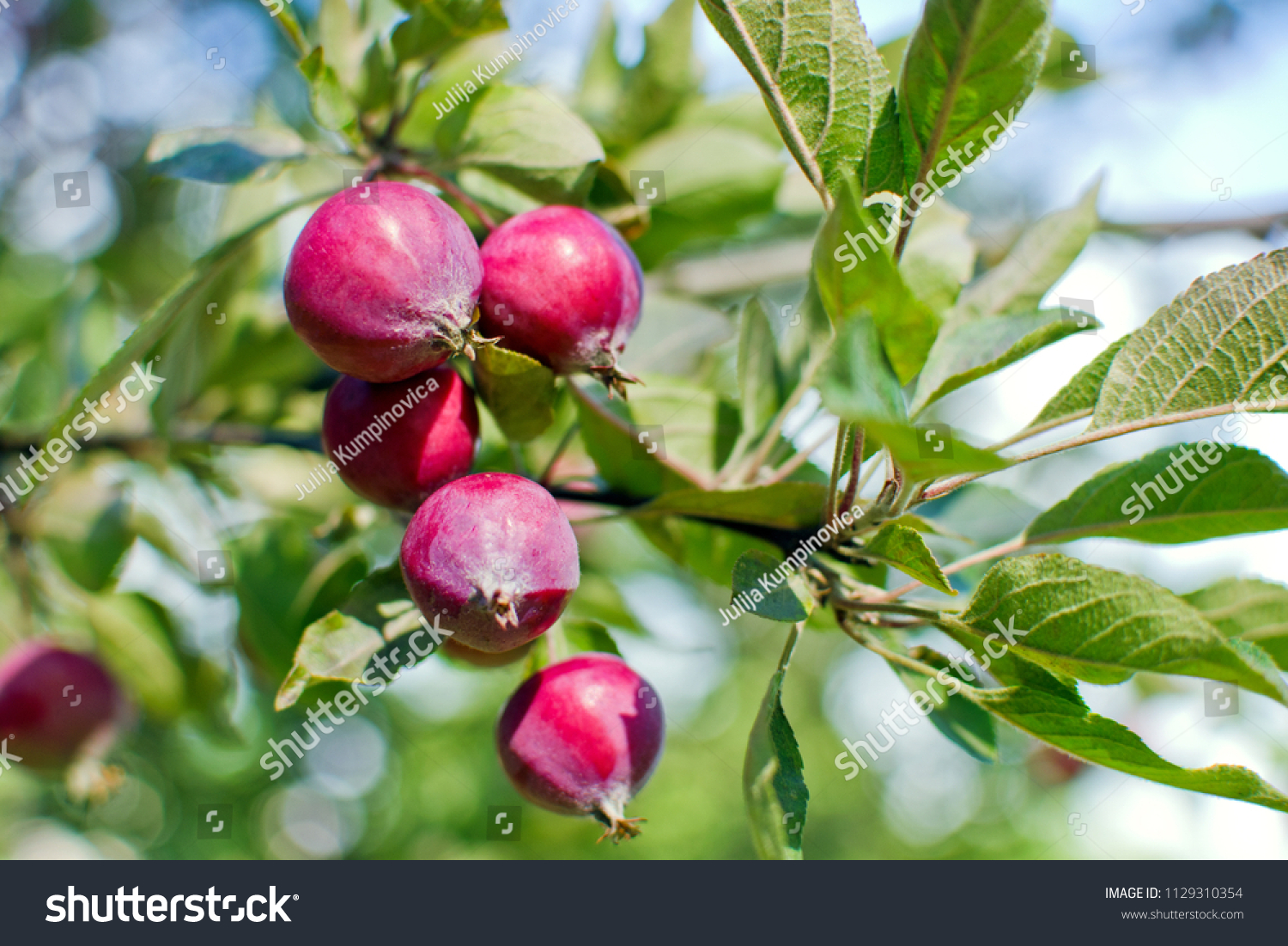 Chinese (apple plum) is a paradise tree Chinese (apple plum) is a paradise tree