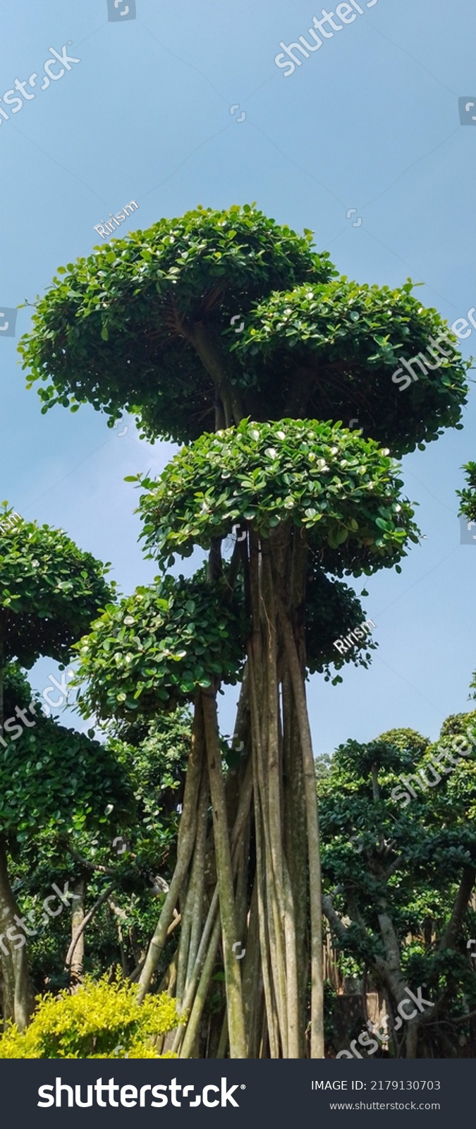 178 Giant Bonsai Images, Stock Photos & Vectors | Shutterstock