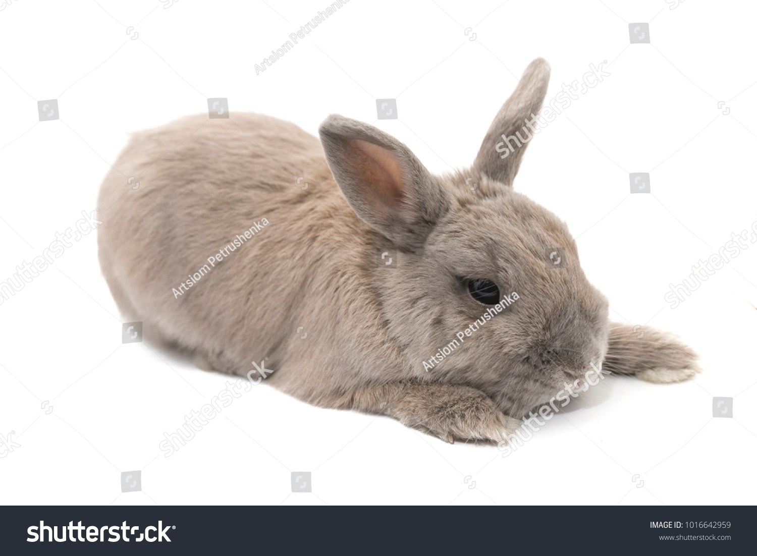 How many live rabbits are decorative How many live rabbits are decorative