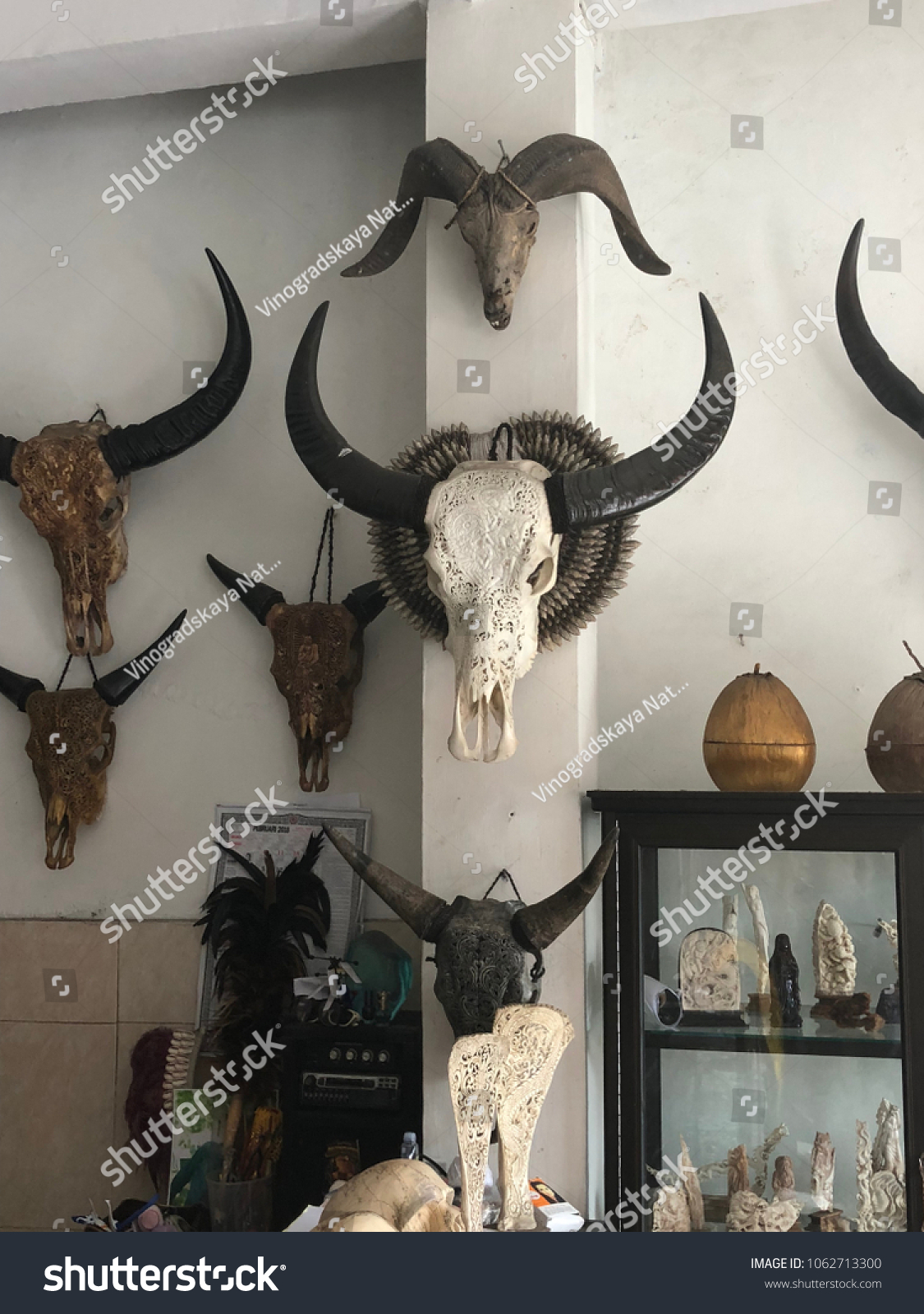 Decorative Skulls Animals Store Interior Skull Stock Photo Edit