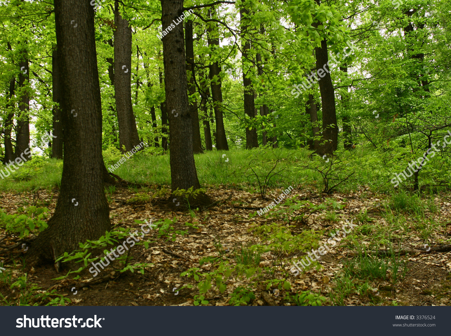 Deep Forest Scenery - Summer - Spring Stock Photo 3376524 : Shutterstock