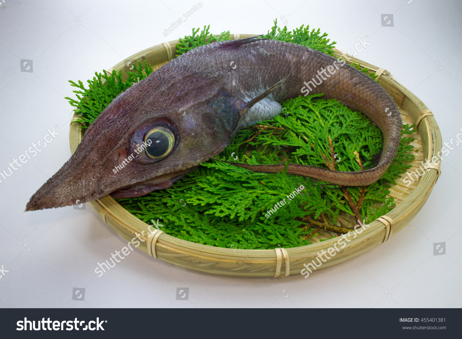 Deepsea Fish Hardhead Grenadier Stockfoto Redigera Nu