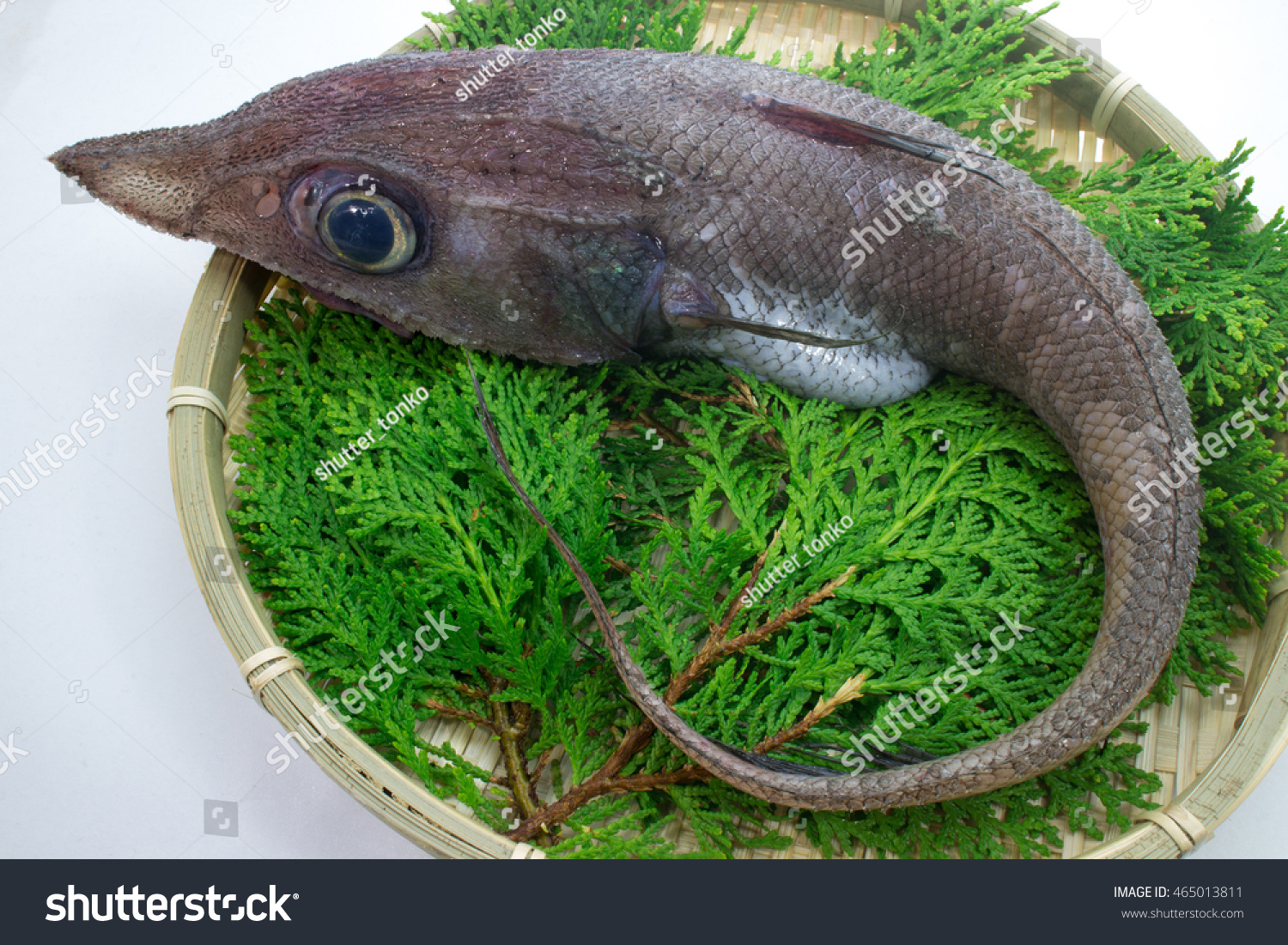 Deepsea Fish Hardhead Grenadier Stock Photo Edit Now