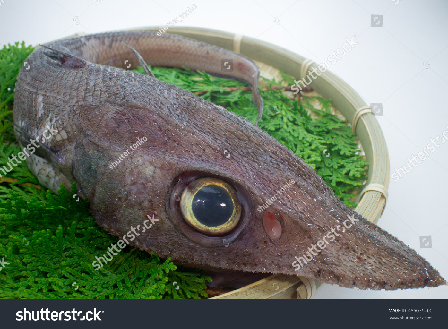 Deep Sea Fish Hardhead Grenadier Stock Photo Edit Now