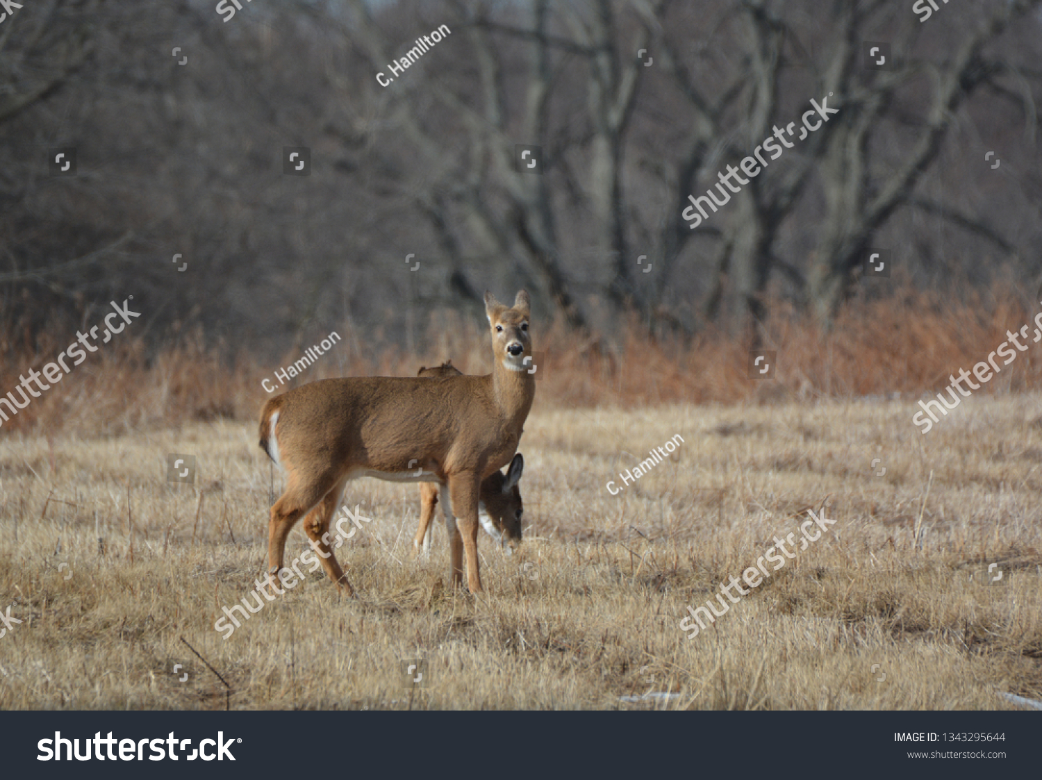 Deer Hayfield Stock Photo Edit Now 1343295644 Shutterstock - 