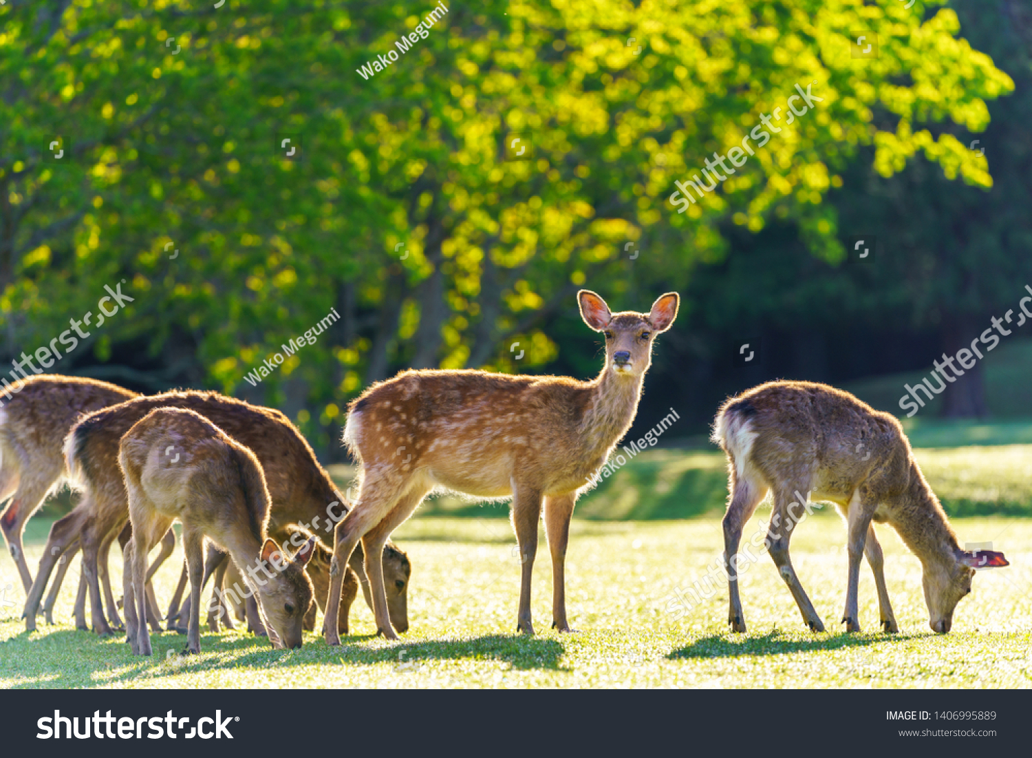 14,495 Nara deer park Images, Stock Photos & Vectors | Shutterstock