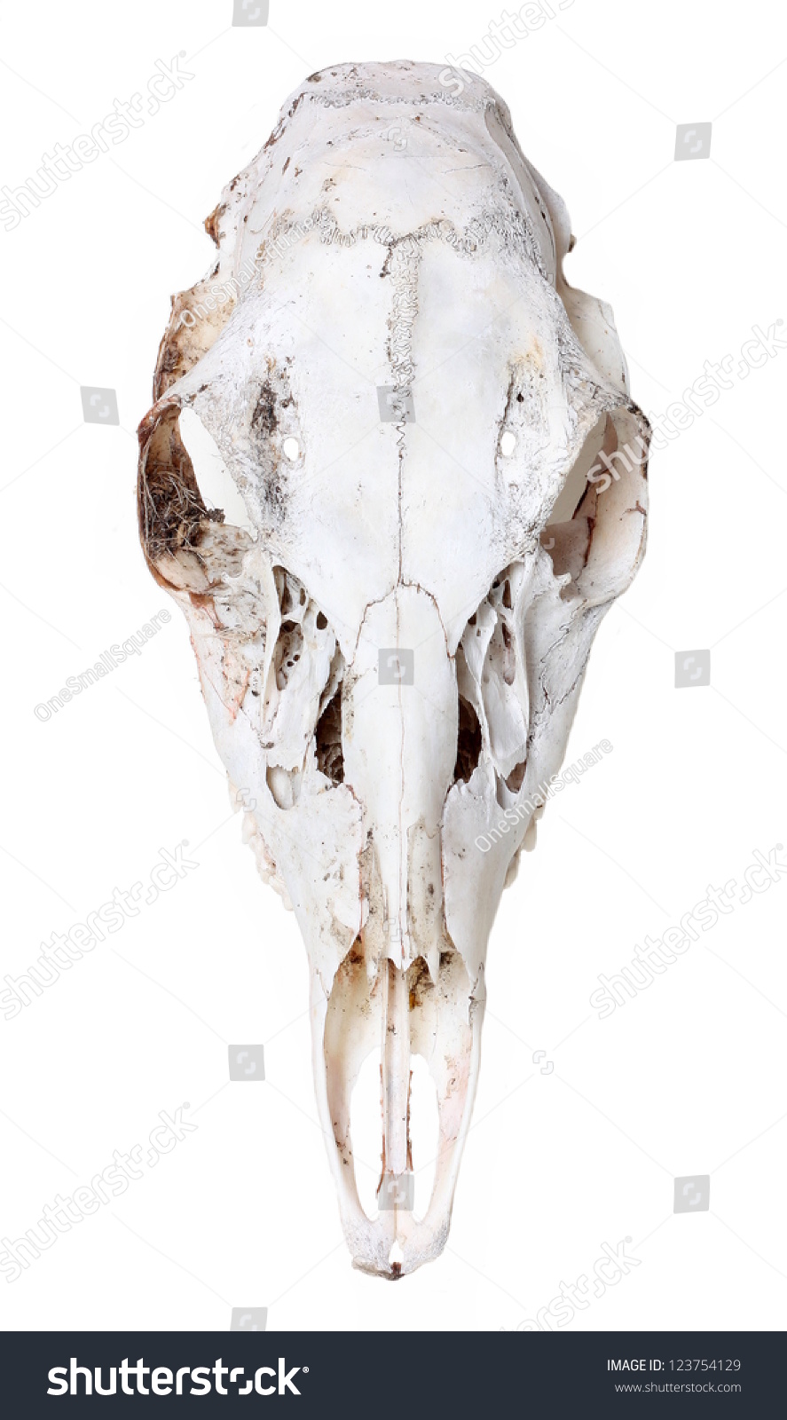 Deer Skull Stock Photo 123754129 - Shutterstock