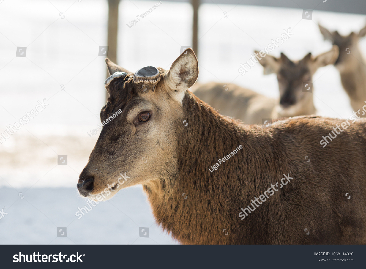 deer-without-antlers-images-stock-photos-vectors-shutterstock