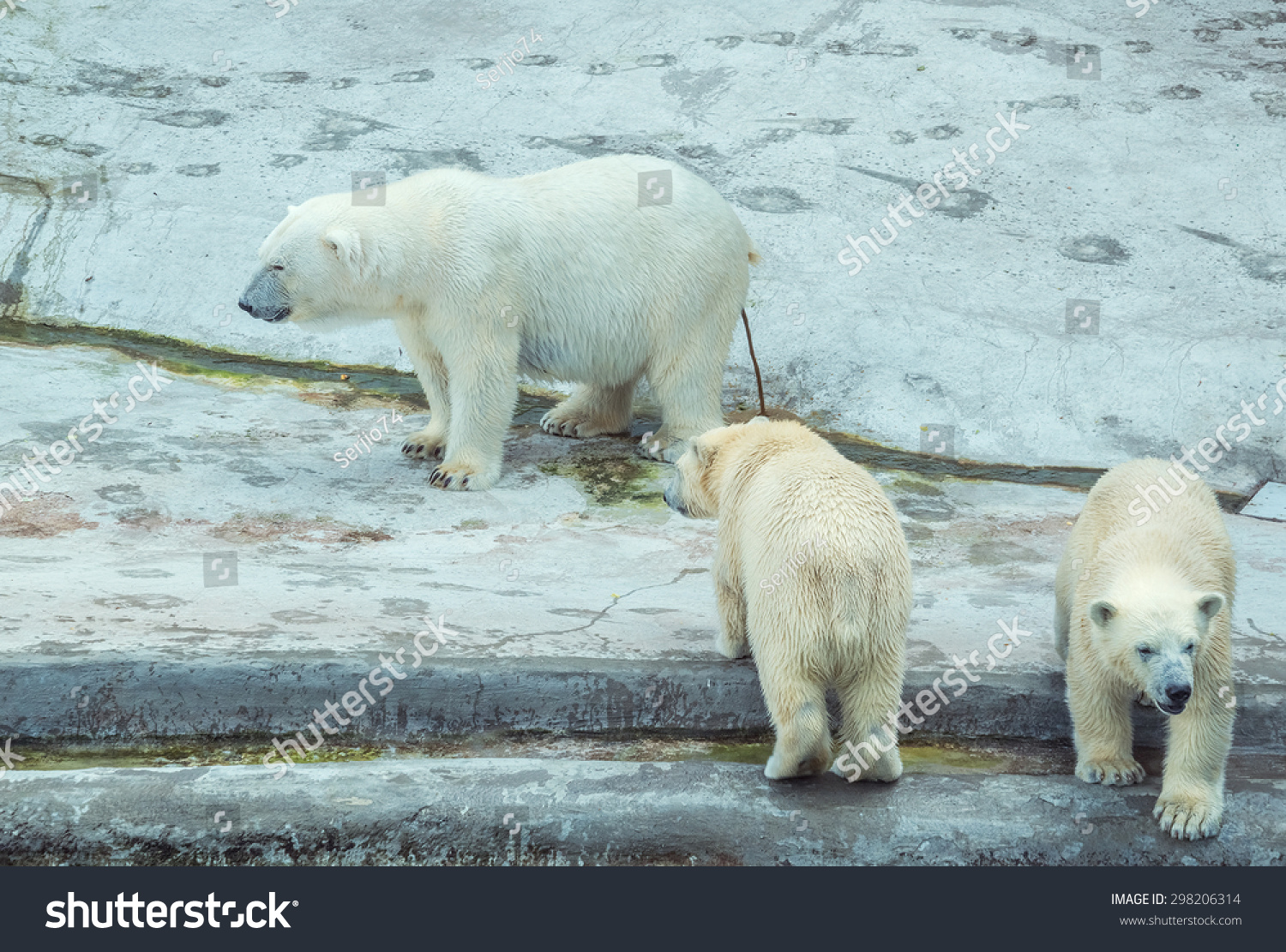 Defecating White Polar Bear Two Cubs Stock Photo 298206314 | Shutterstock