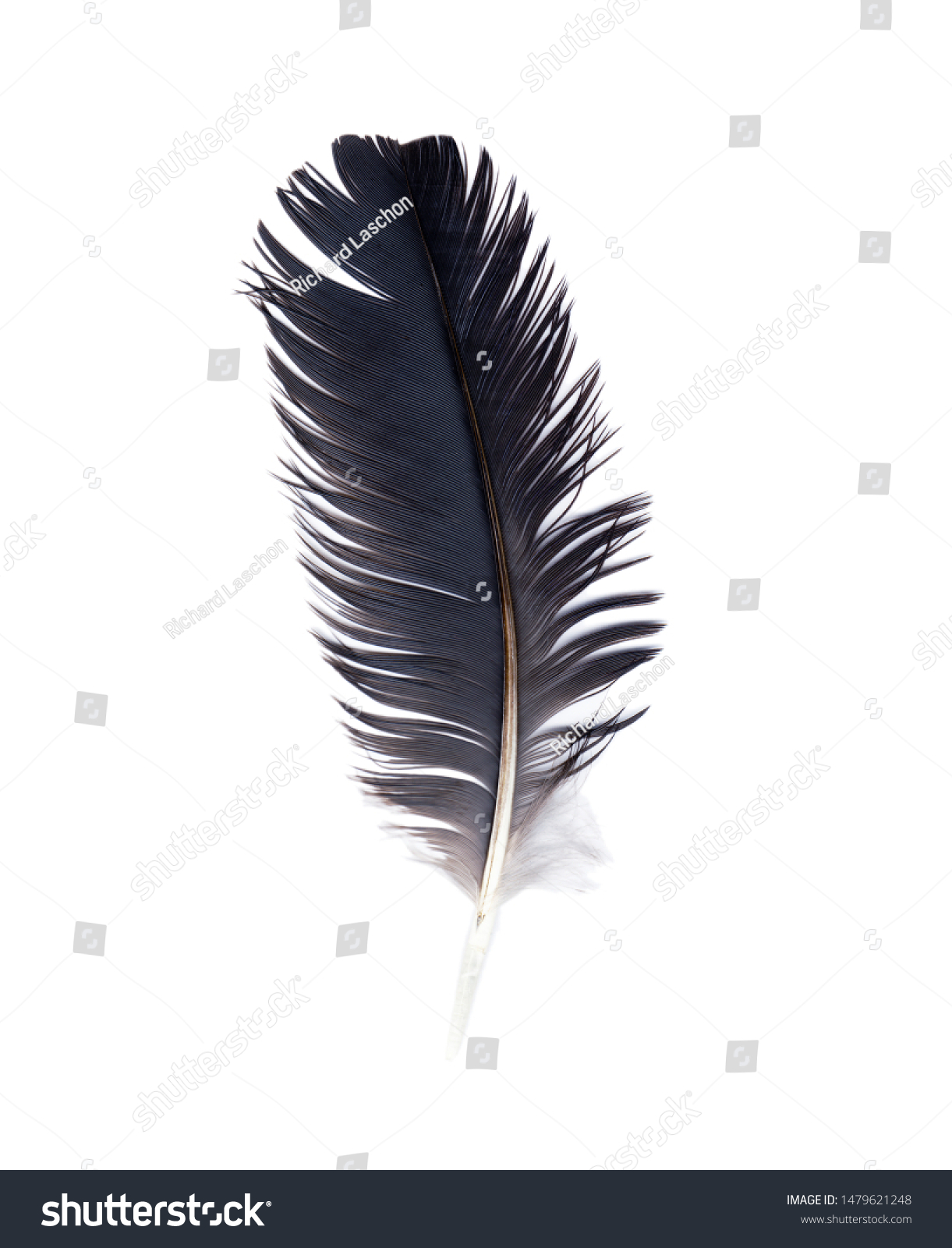 Delicate Crow Feather Against White Background Stock Photo 1479621248 ...