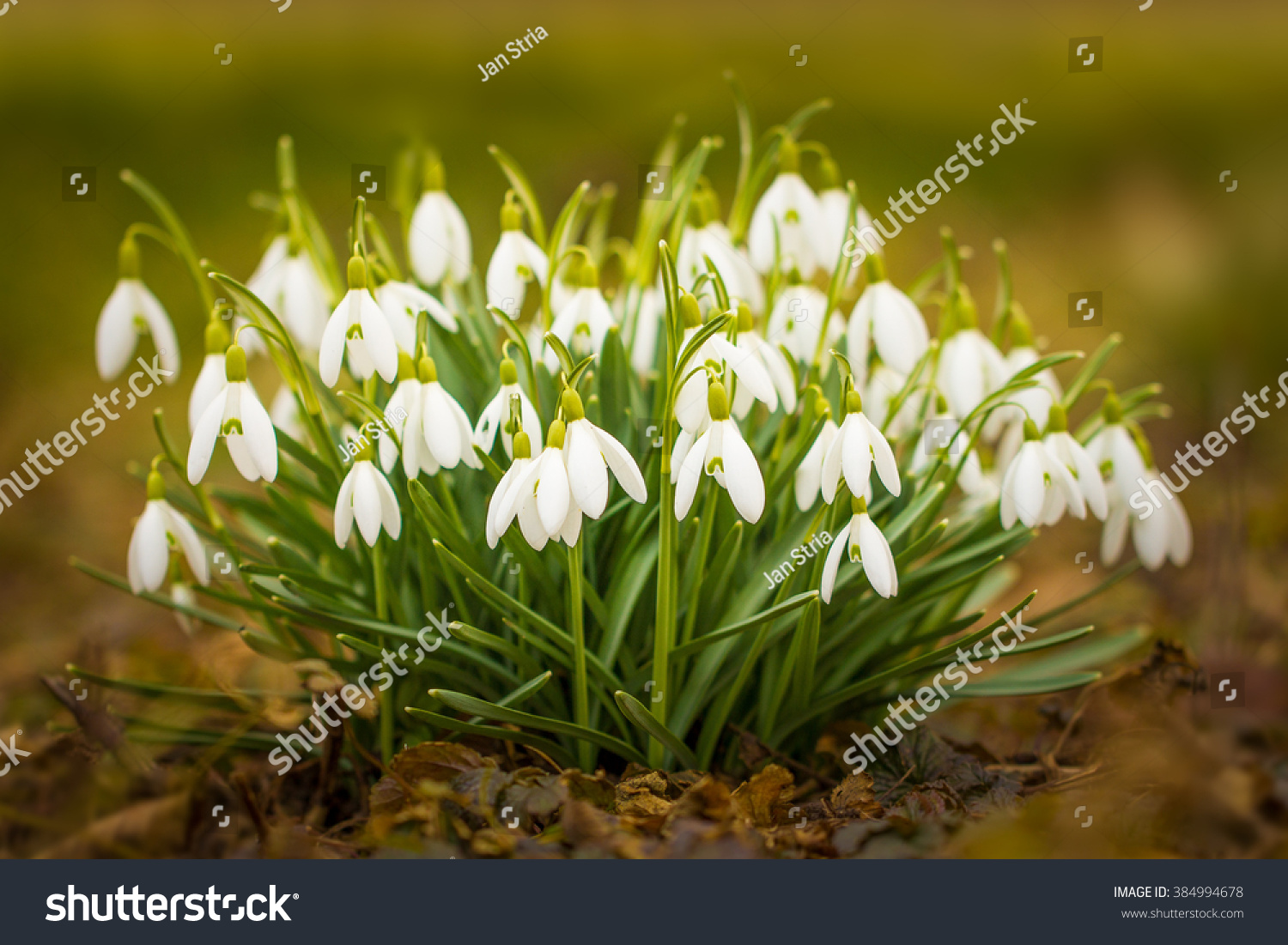 Tell us everything about Snowdrops .... Why are they considered rare colors of the spring ... I did not have to see them Tell us everything about Snowdrops .... Why are they considered rare colors of the spring ... I did not have to see them