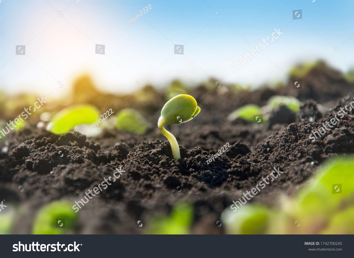 Delicate Tiny Sprout Soybean Plant On Stock Photo (Edit Now) 1742700245