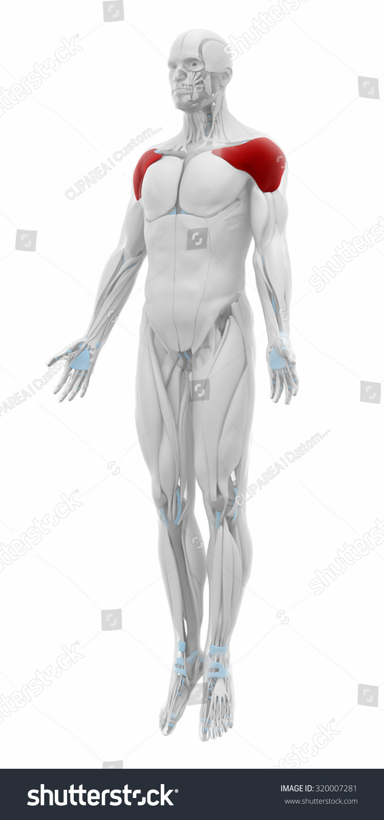 Deltoid - Muscles Anatomy Map Stock Photo 320007281 : Shutterstock