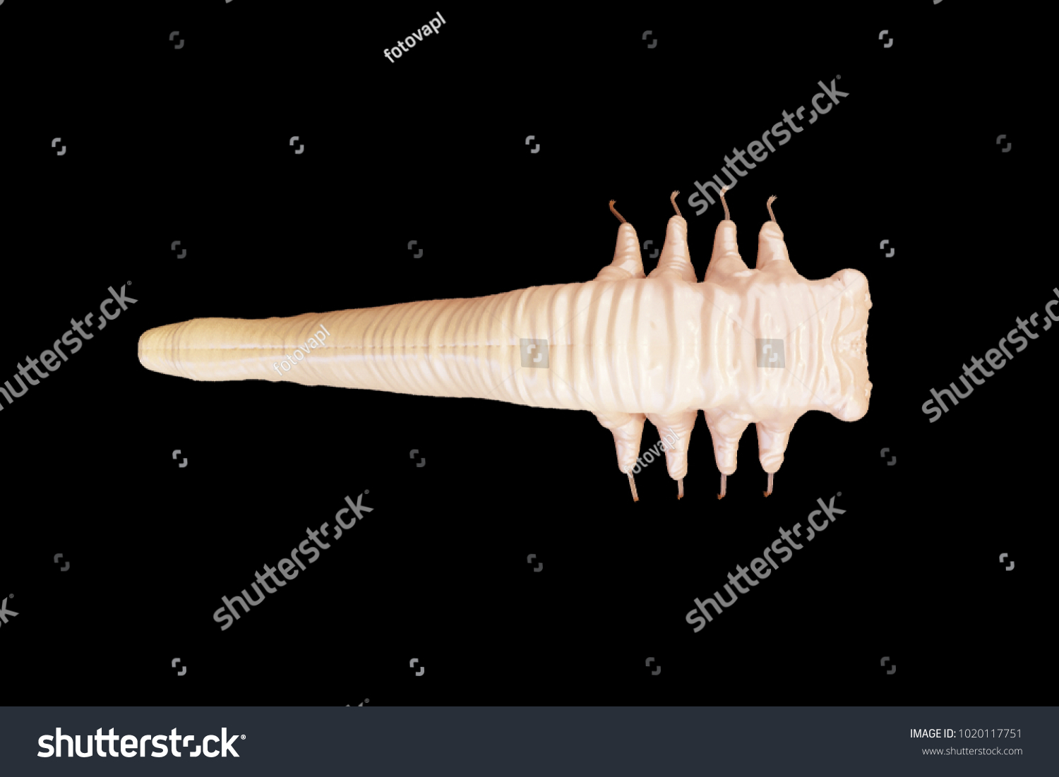 Demodex Folliculorum Parasite That Causes Demodicosis Ilustrações Stock 1020117751 Shutterstock 