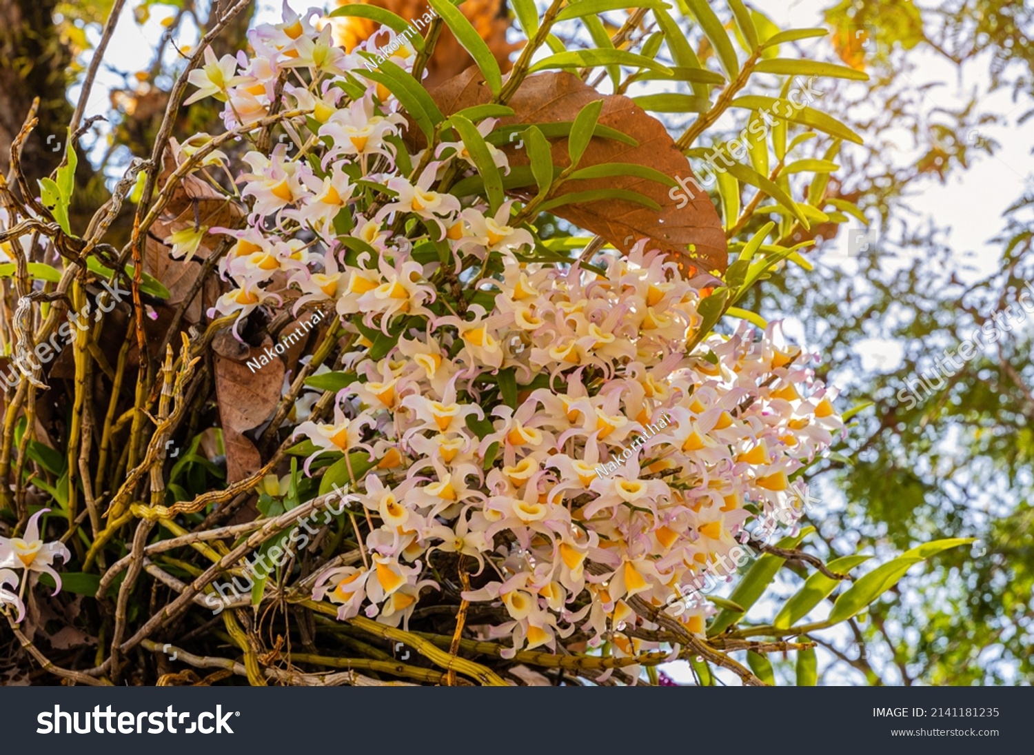 Dendrobium Nobile Lindl Beautiful Rare Wild Stock Photo 2141181235