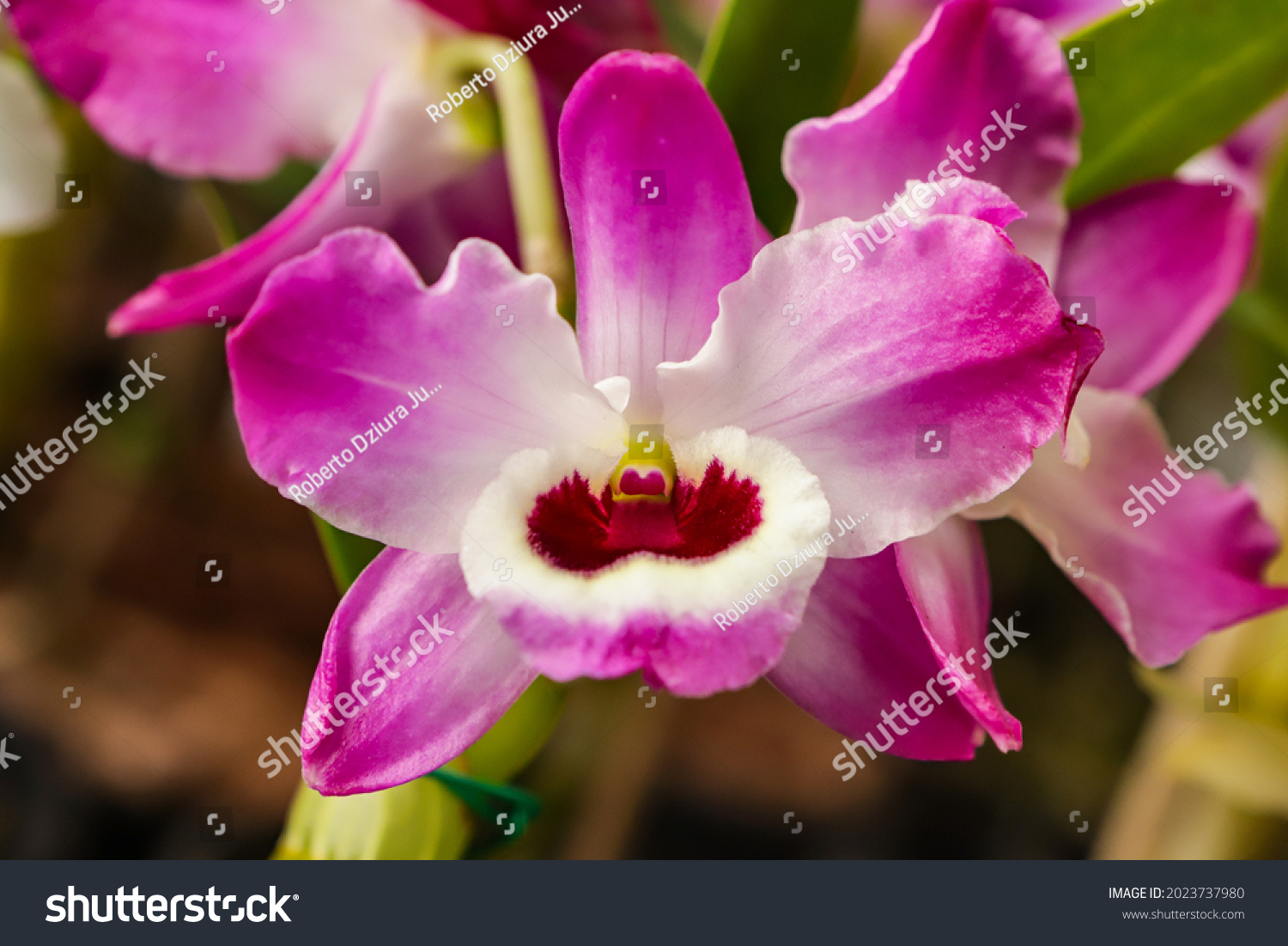 2,021 Dendrobium images Images, Stock Photos & Vectors | Shutterstock