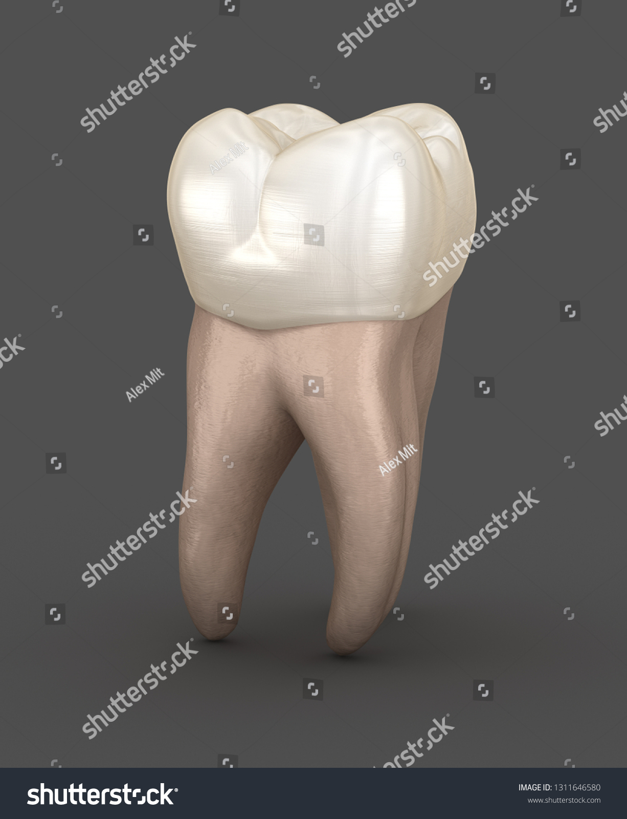 Dental Anatomy First Maxillary Molar Tooth Stock Illustration ...