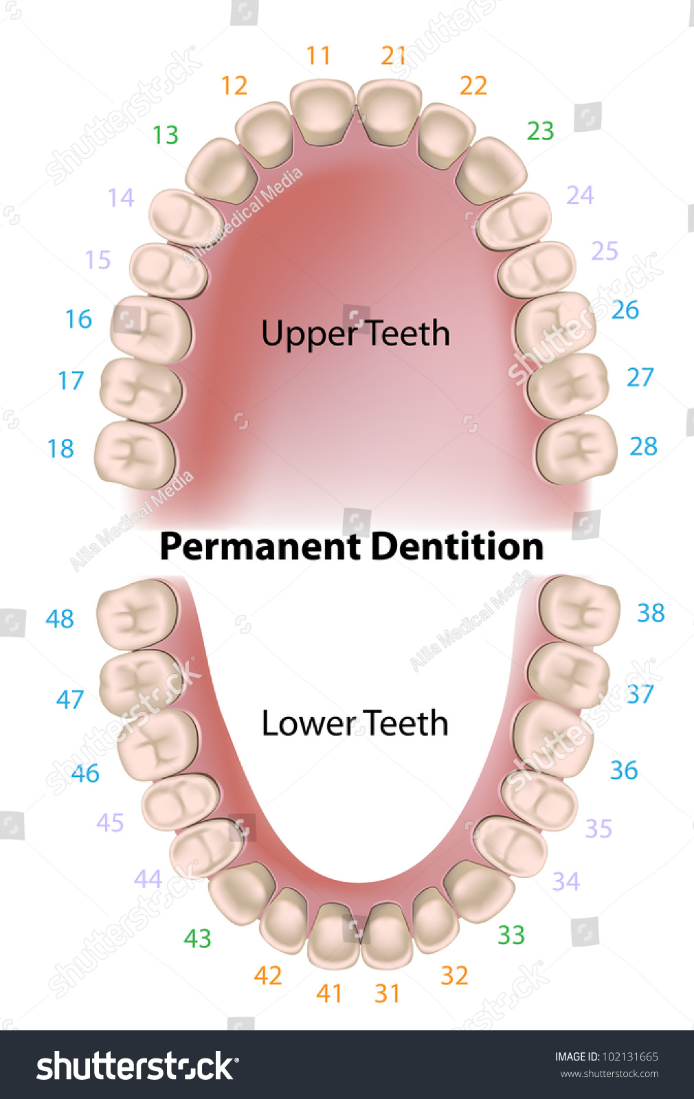 Dental Notation Permanent Teeth Stock Illustration 102131665 - Shutterstock